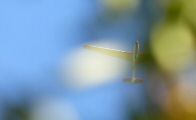 150819-romanin-269.jpg